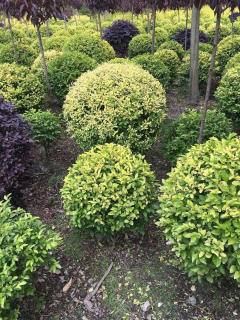 基地直供私家花園景觀造型綠化苗木、園林綠化工程施工