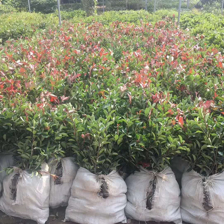 武漢裕康園林 石楠樹苗 紅葉石楠樹苗木工地小區(qū)籬笆綠化100盆