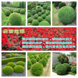 小葉女貞造型盆景樹樁灌木球小區(qū)學(xué)校廠區(qū)別墅酒店工程園林景觀綠化設(shè)計施工