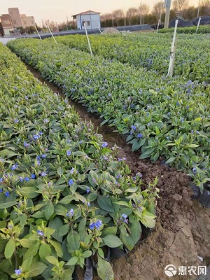 草花之趣 從可愛(ài)花袋苗到多元化應(yīng)用場(chǎng)景