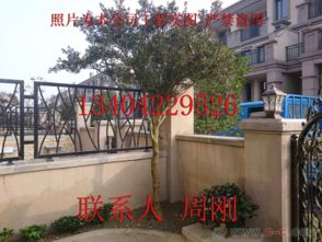 蘇州園林綠化 從設(shè)計(jì)、施工到養(yǎng)護(hù)的古典與現(xiàn)代融合之道